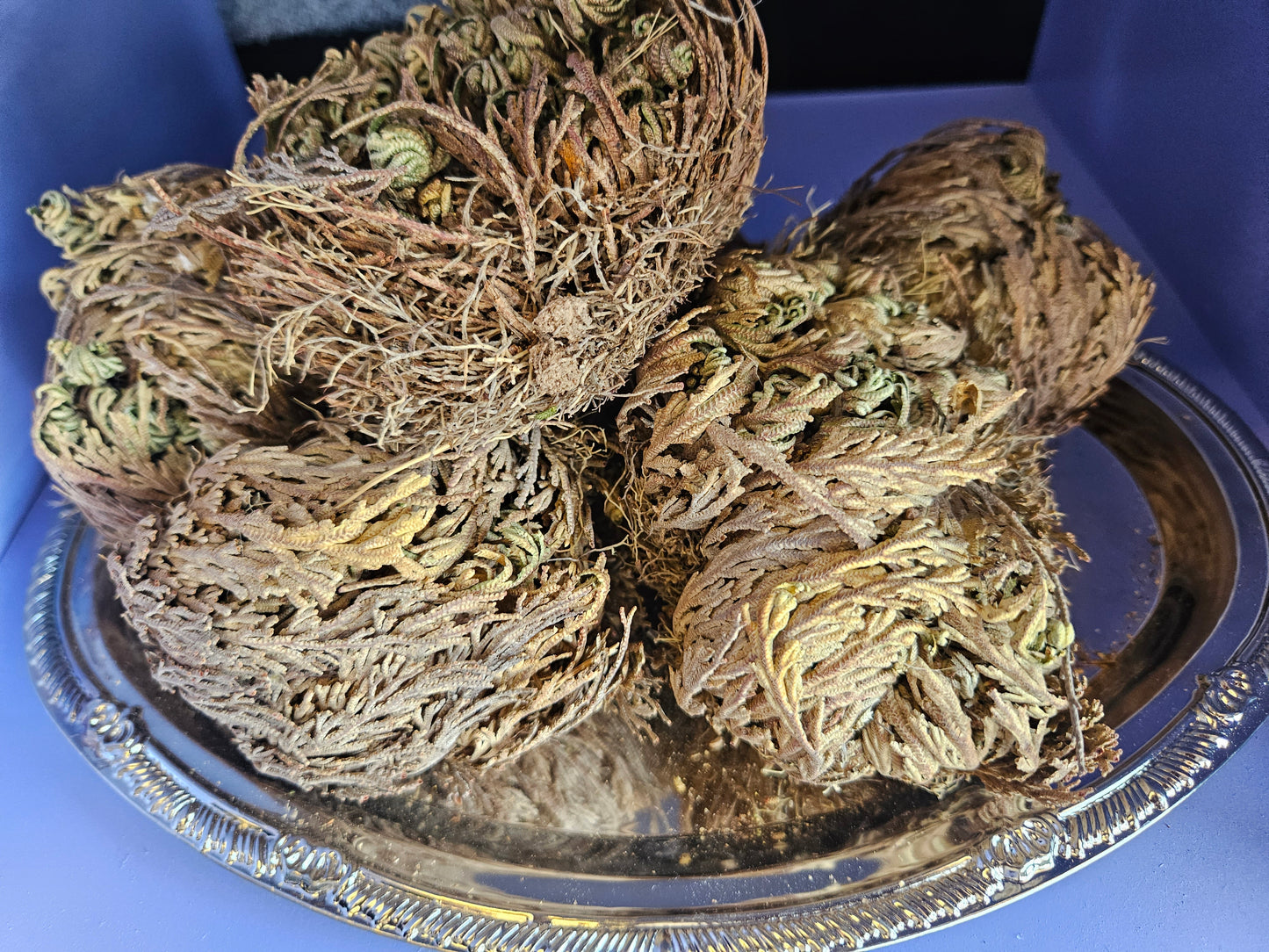 Rose of Jericho (The Resurrection Plant)