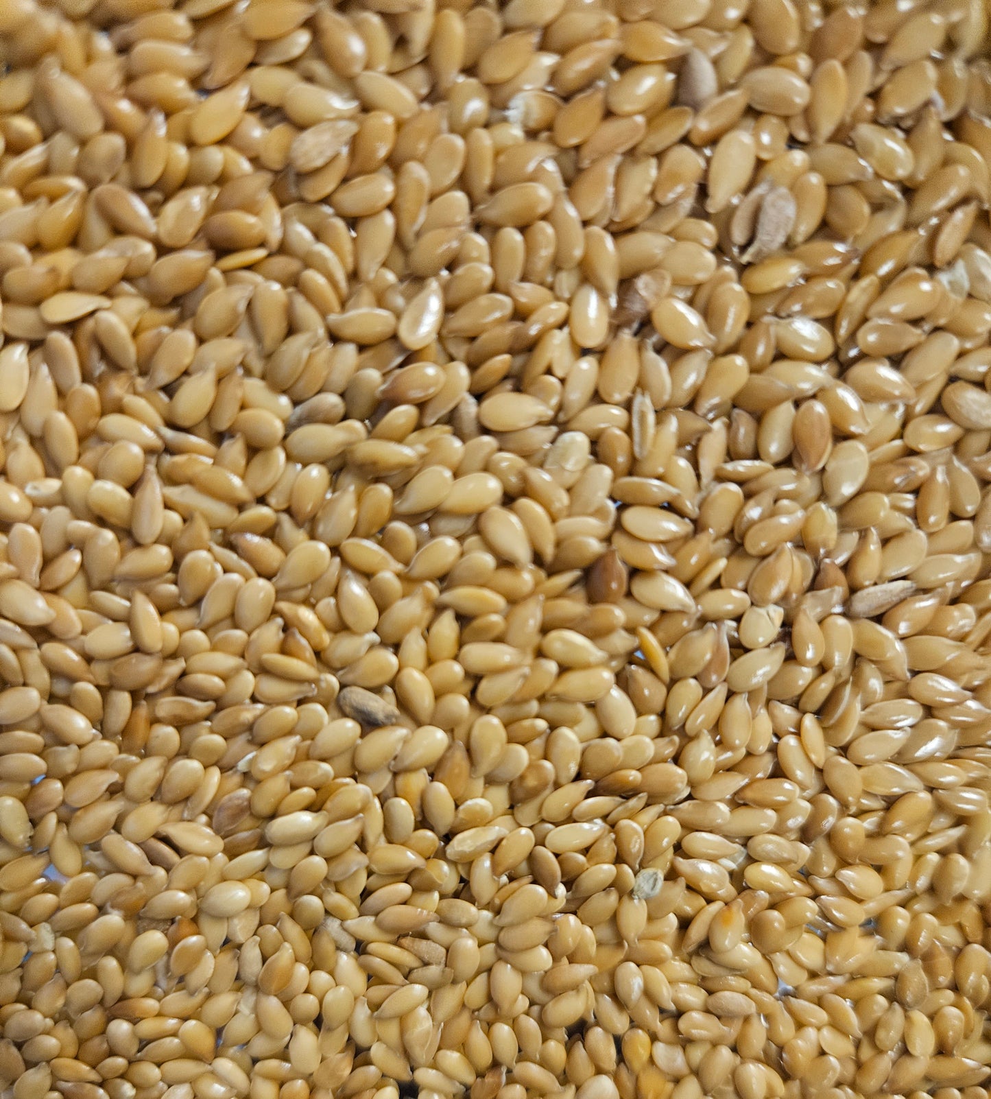Flax seed