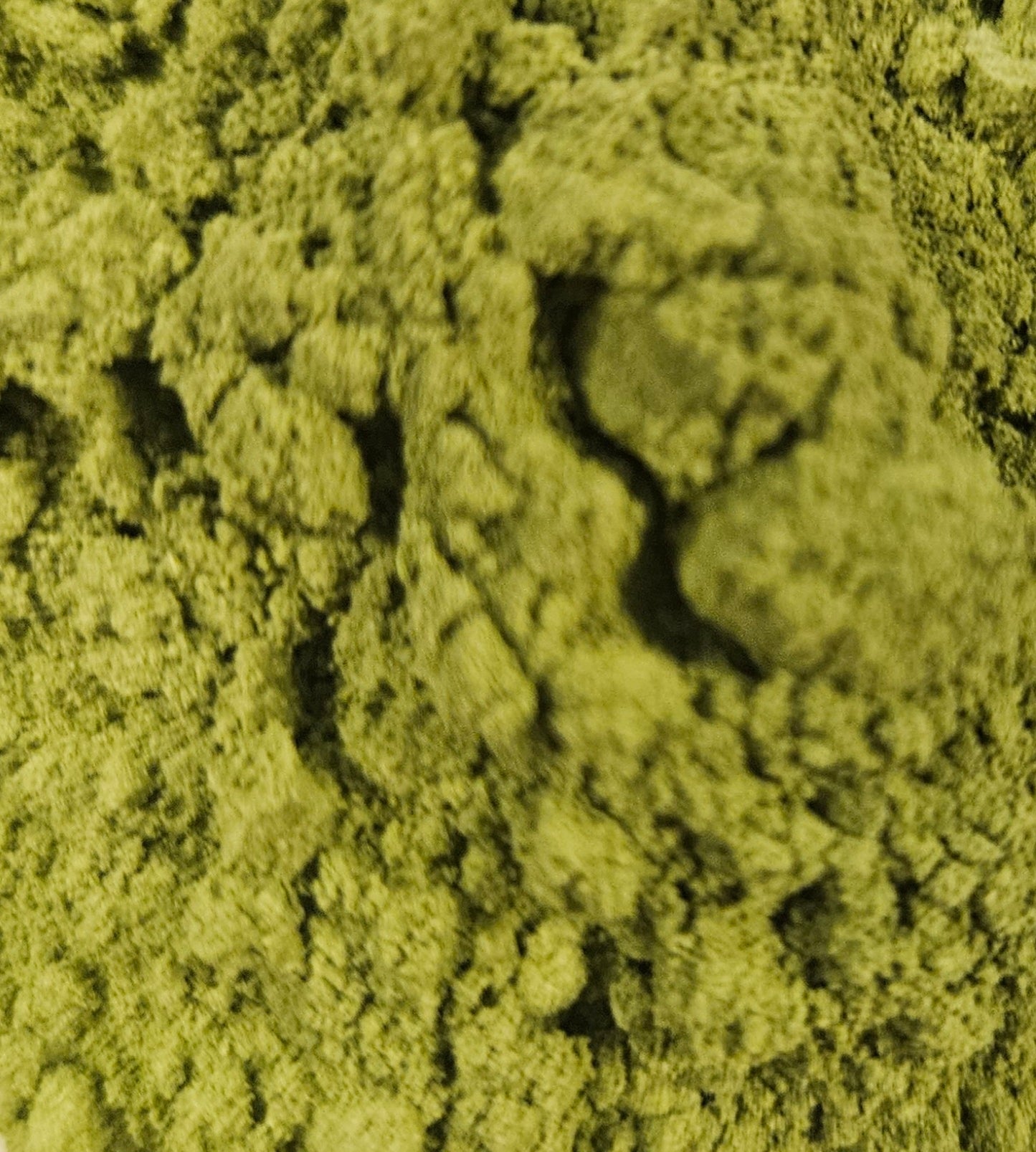 Moringa