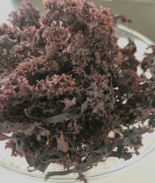 Irish sea moss- Chondrus crispus