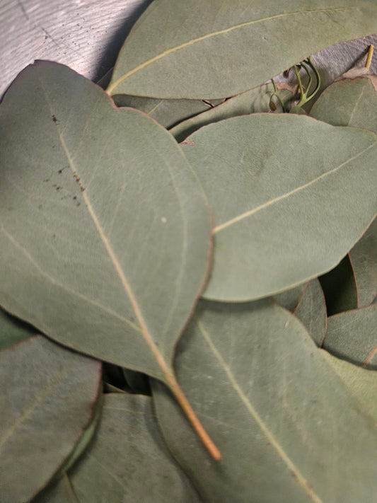Eucalyptus