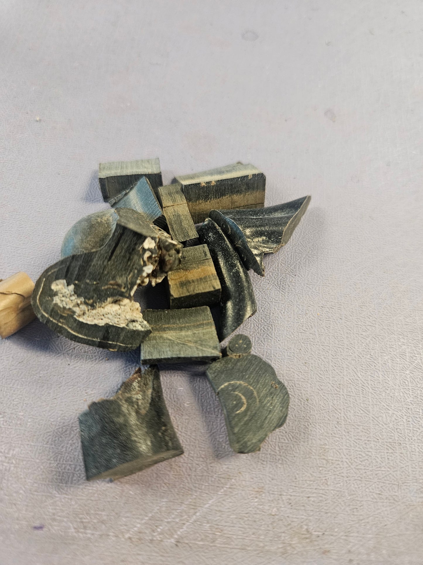 Black branch Coral from Borranquilla, Columbia