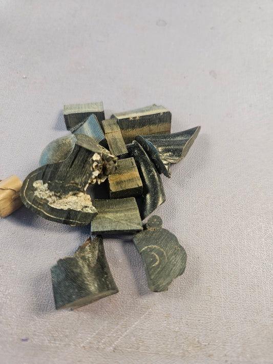 Black branch Coral from Borranquilla, Columbia