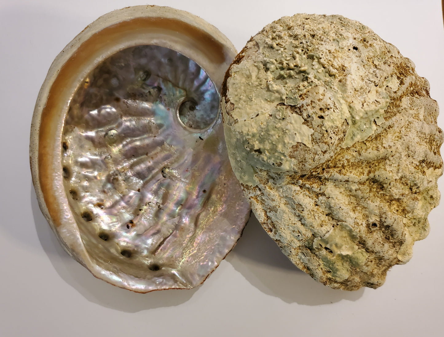 Abalone Shell