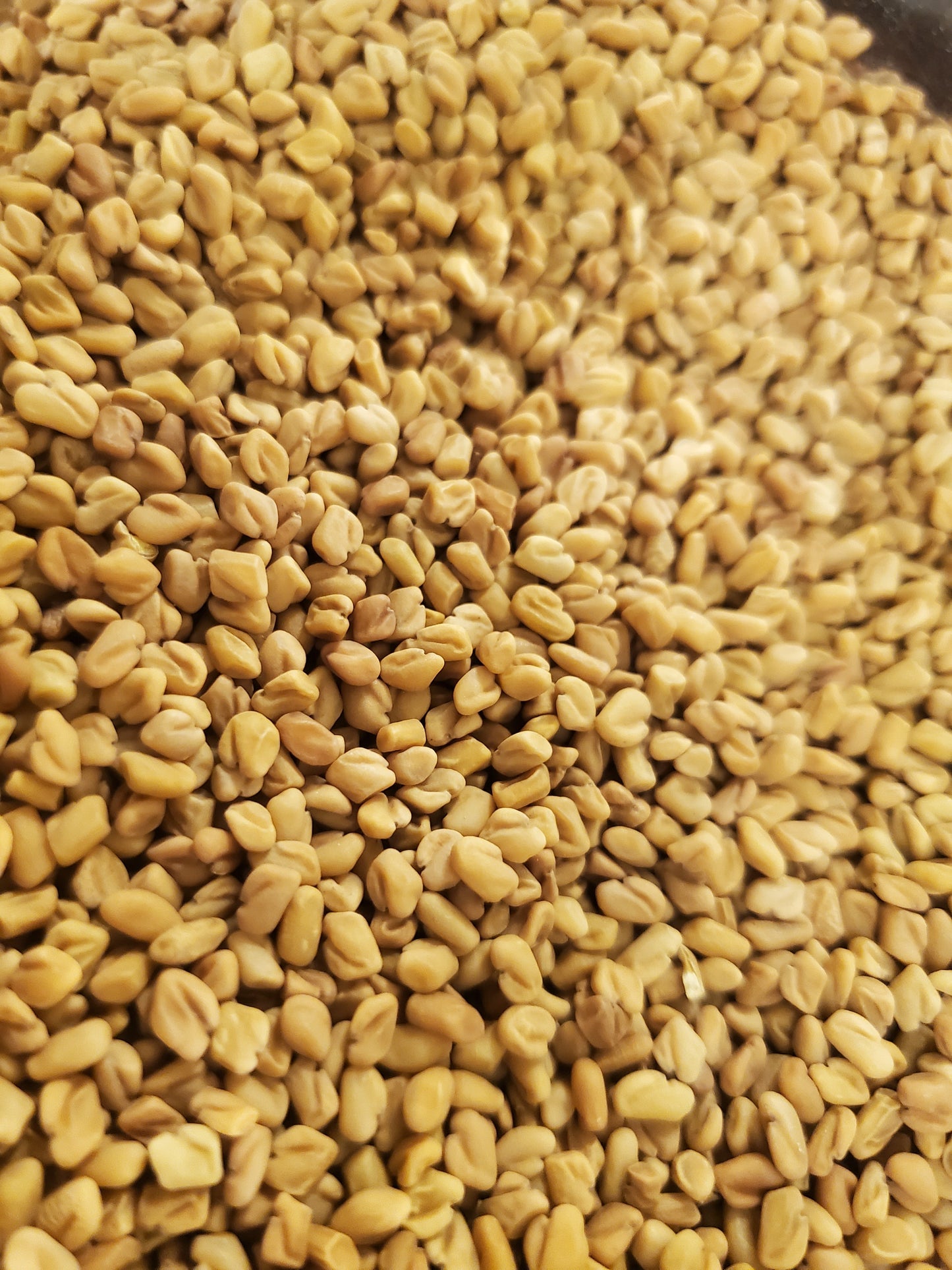 Fenugreek seeds